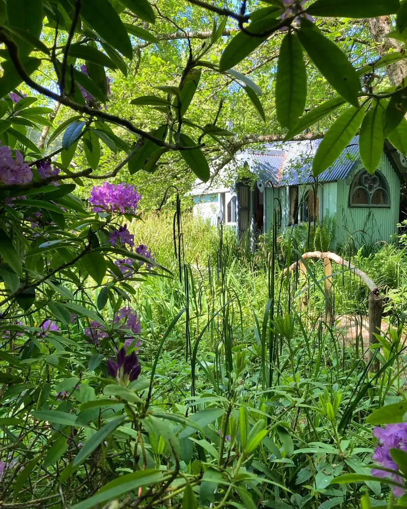 The Tabernacle glimpsed through rhododendron flowers