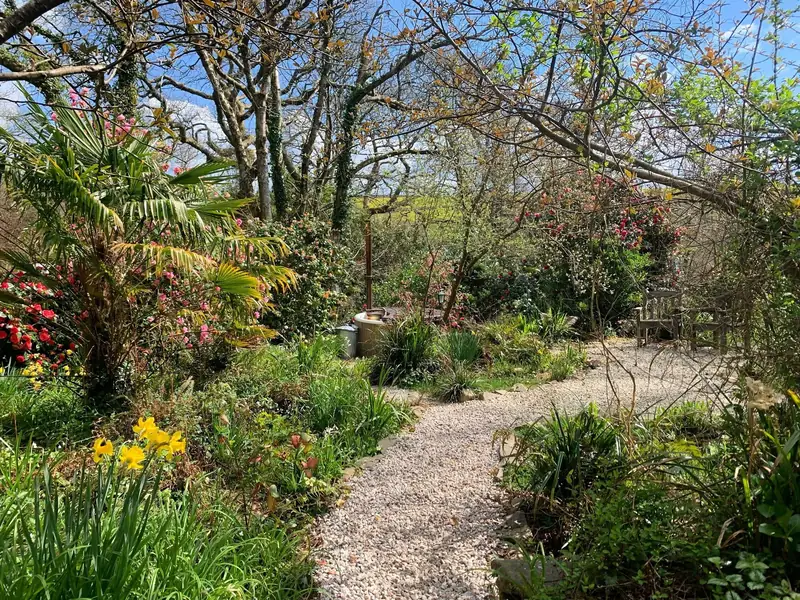 A gravel garden path between camellias, palms and daffodils