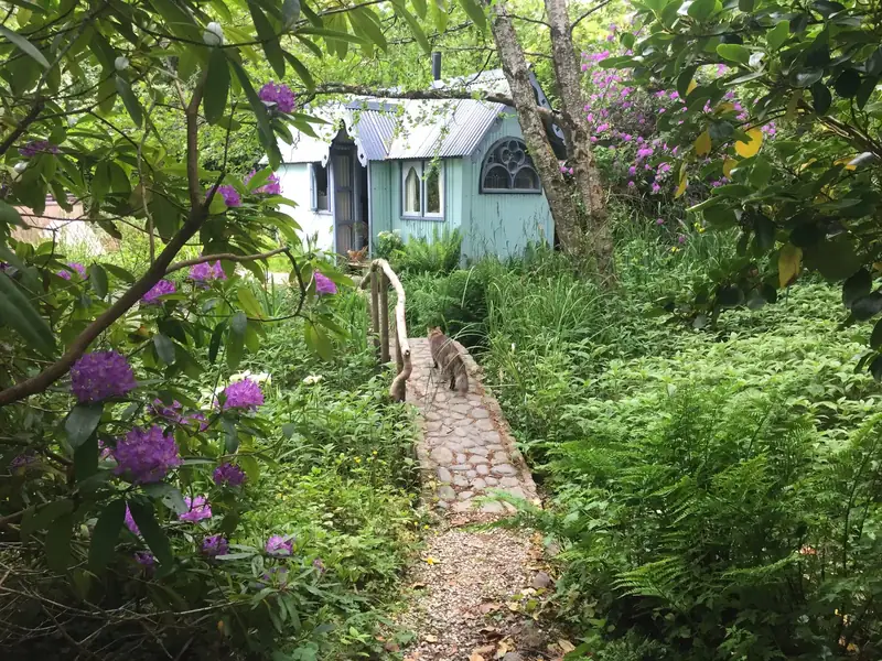 A boardwalk path through rhododendrons towards the hut