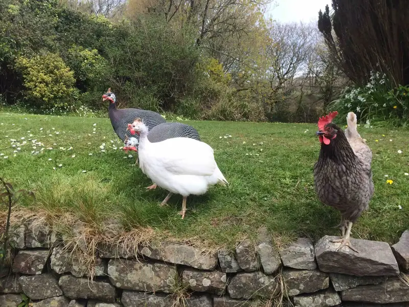 Chickens and guinea fowl on the lawn beside a dry stone wall