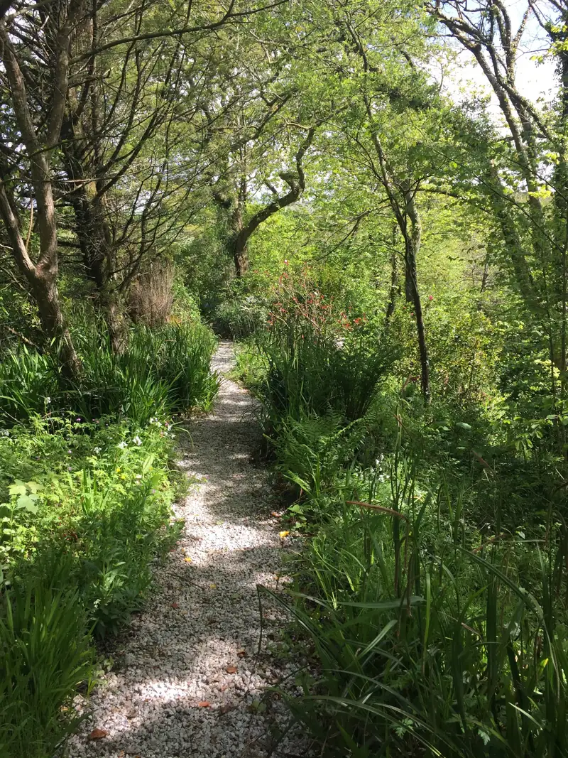 A grassy woodland path